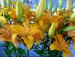 kytičky 014 - žluté lilie